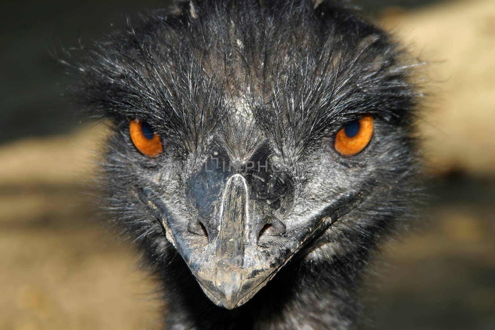 Emu