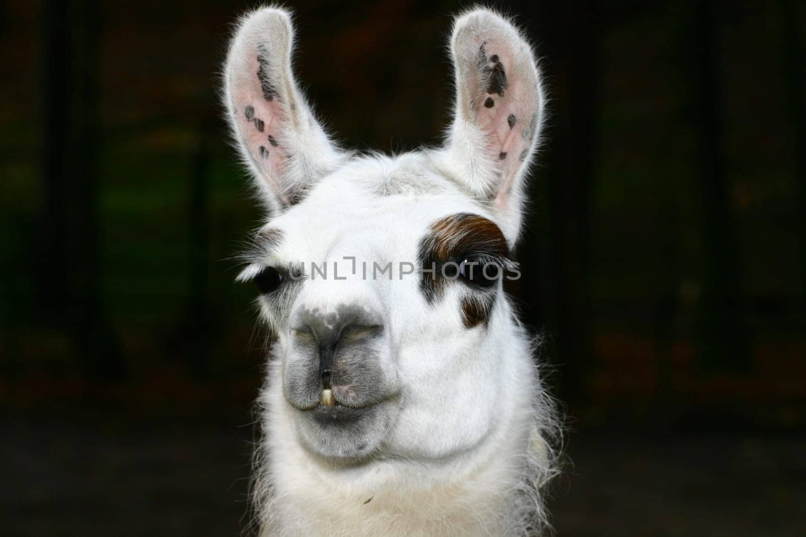 Llama as painted (unedited)