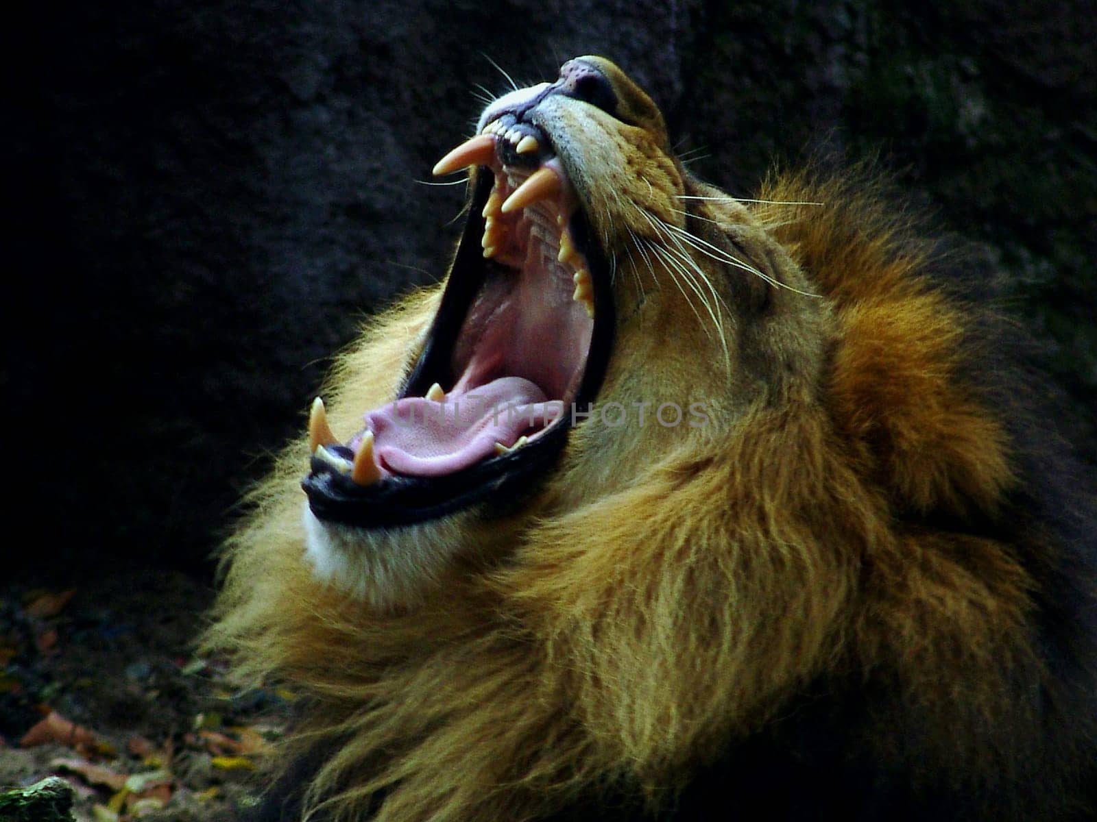 The King of the Jungle