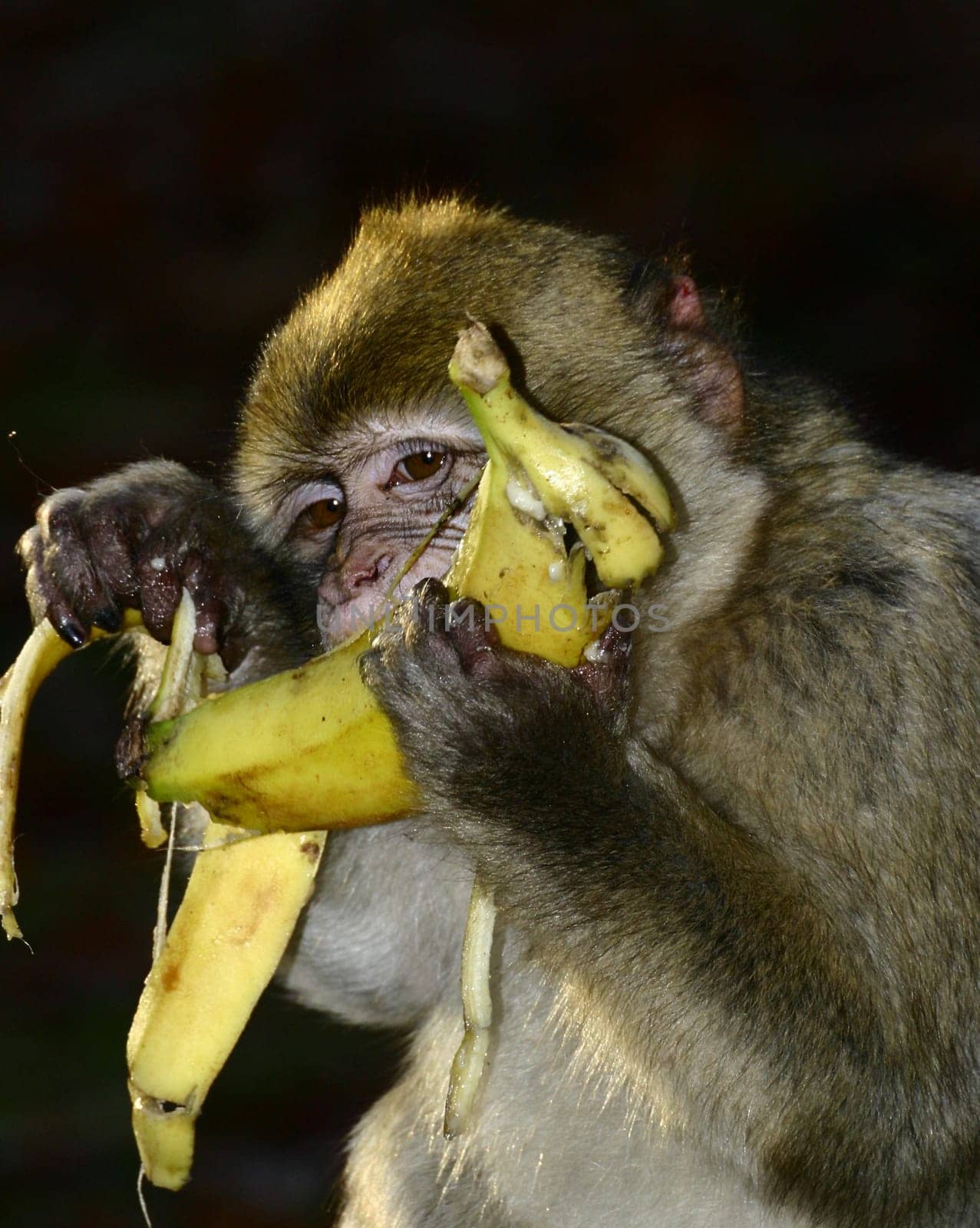 A nice monkey steak