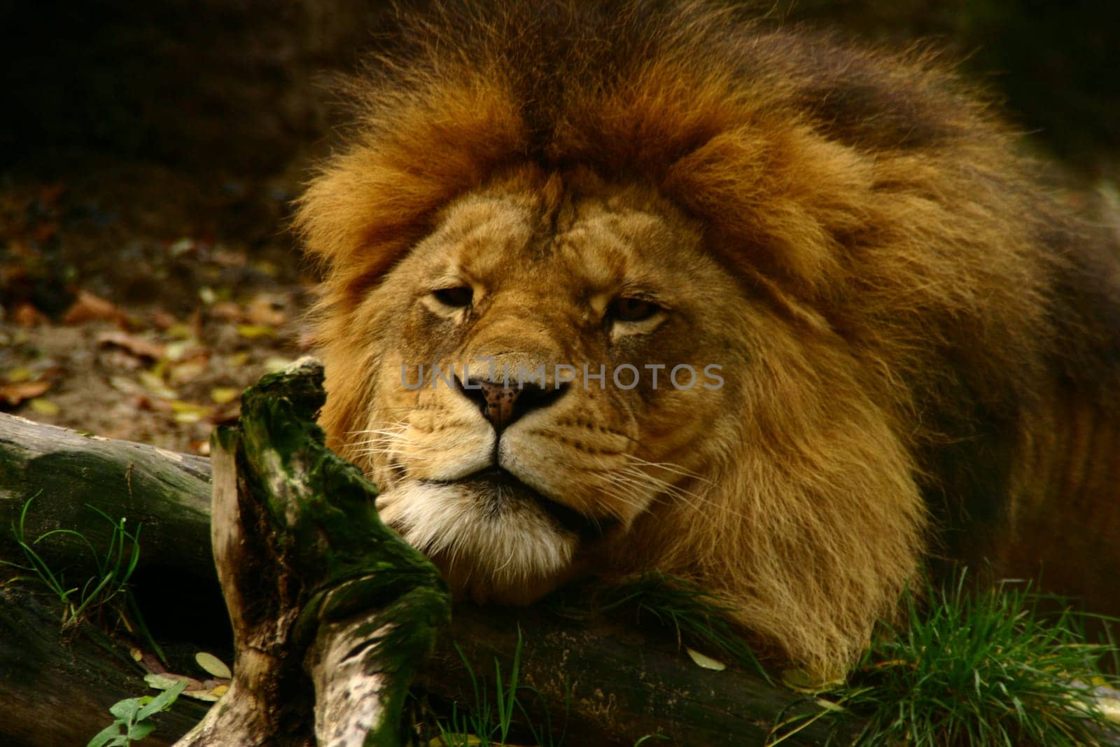 Lazy lion