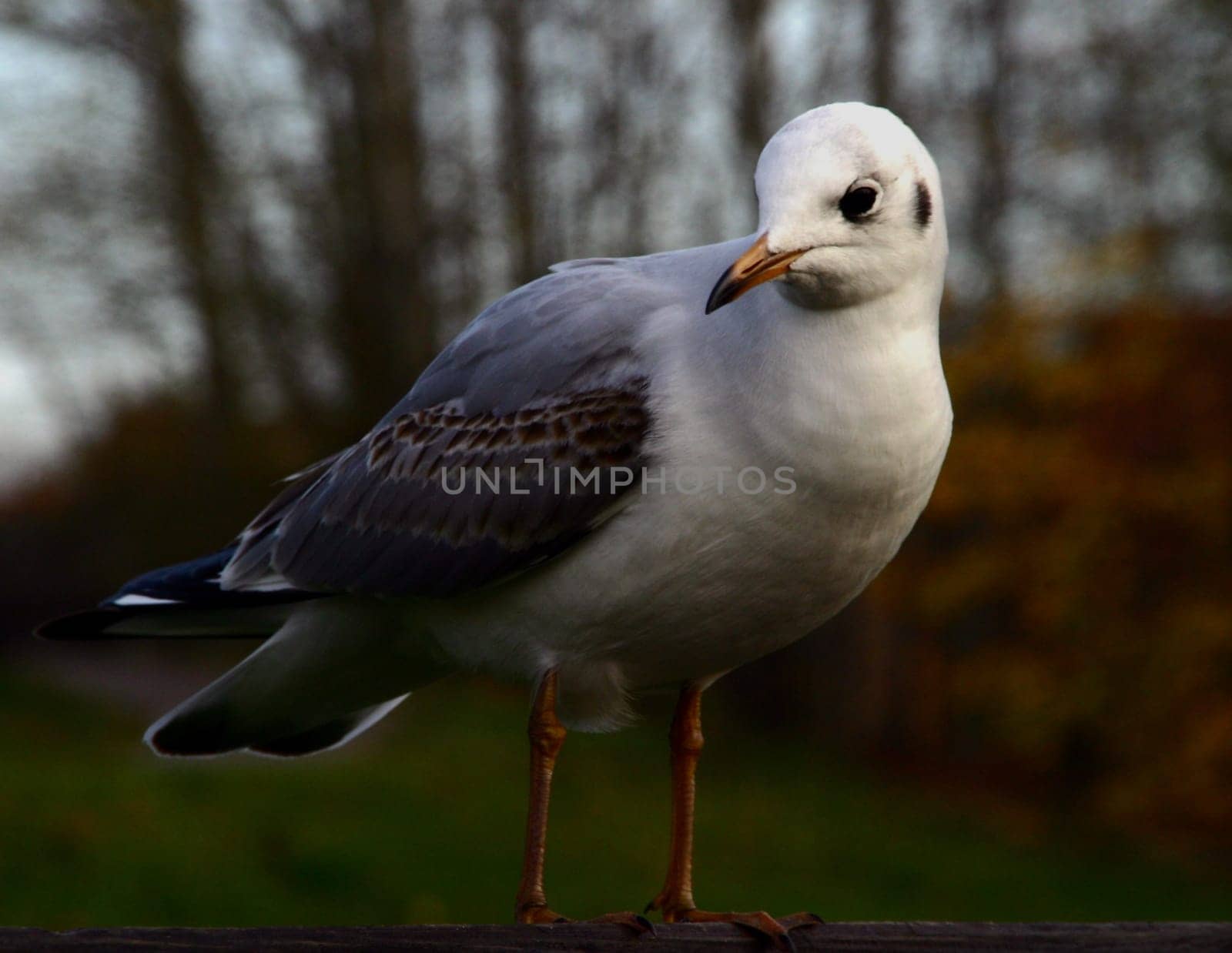 Seagull very big