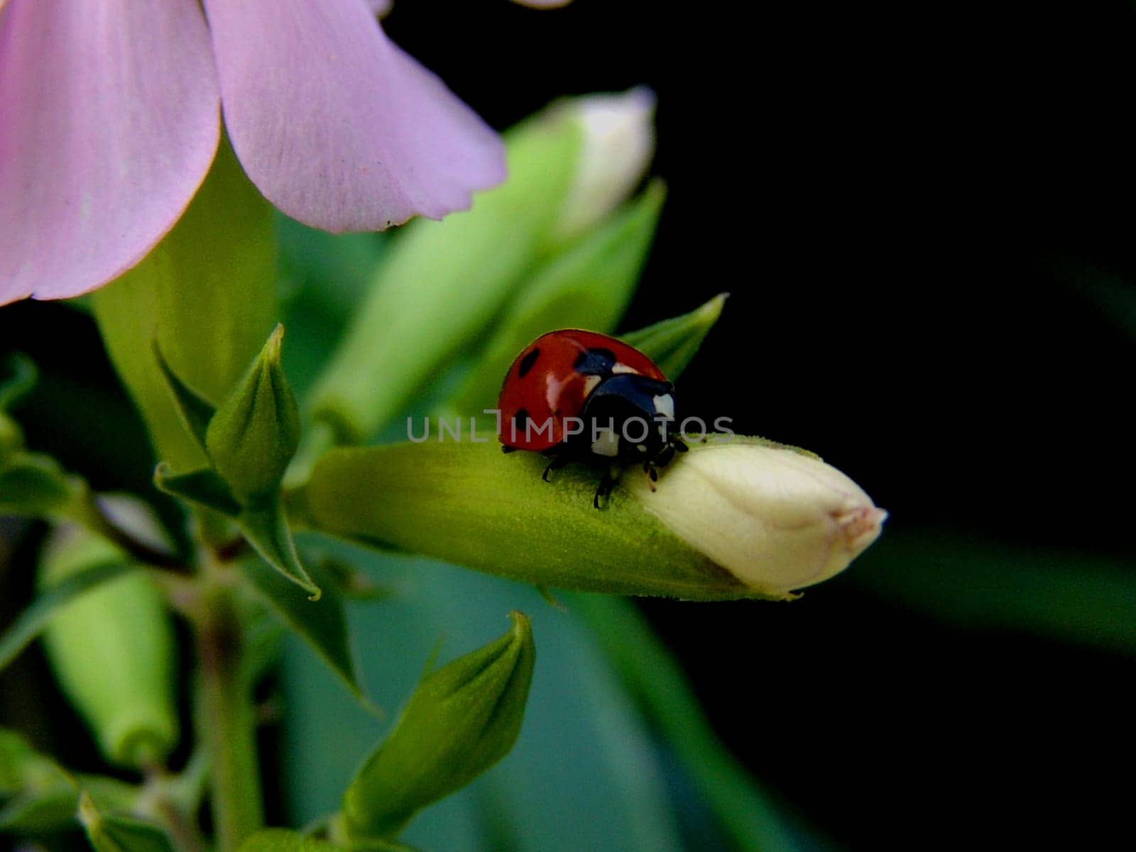 Ladybug on bloom
