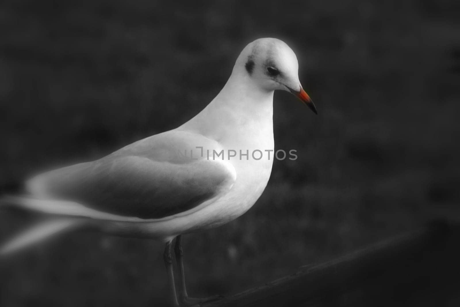 Dreamy seagull