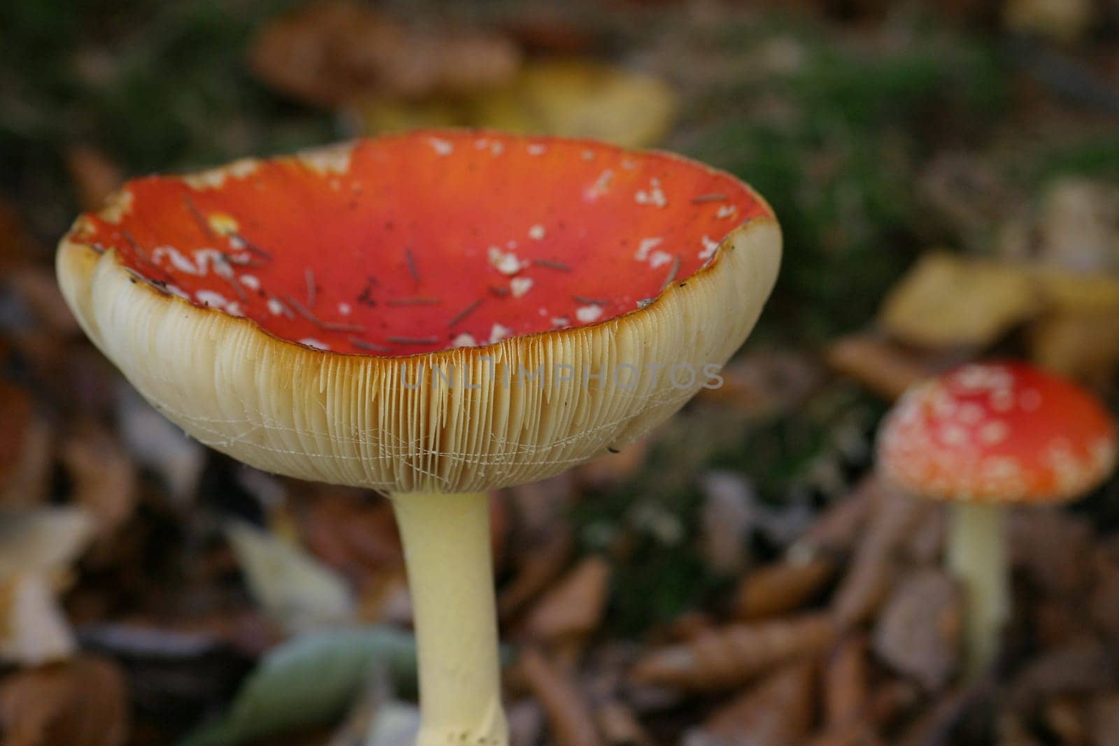 Toadstools