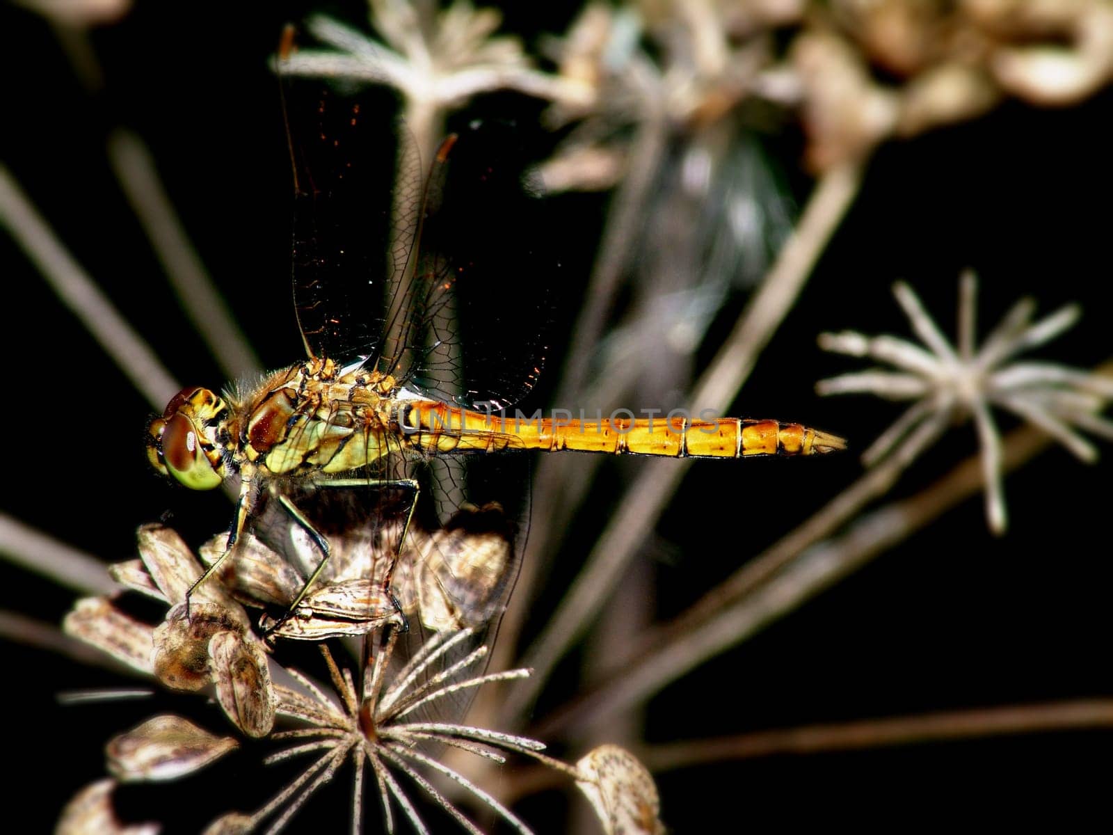 Again the whole dragonfly