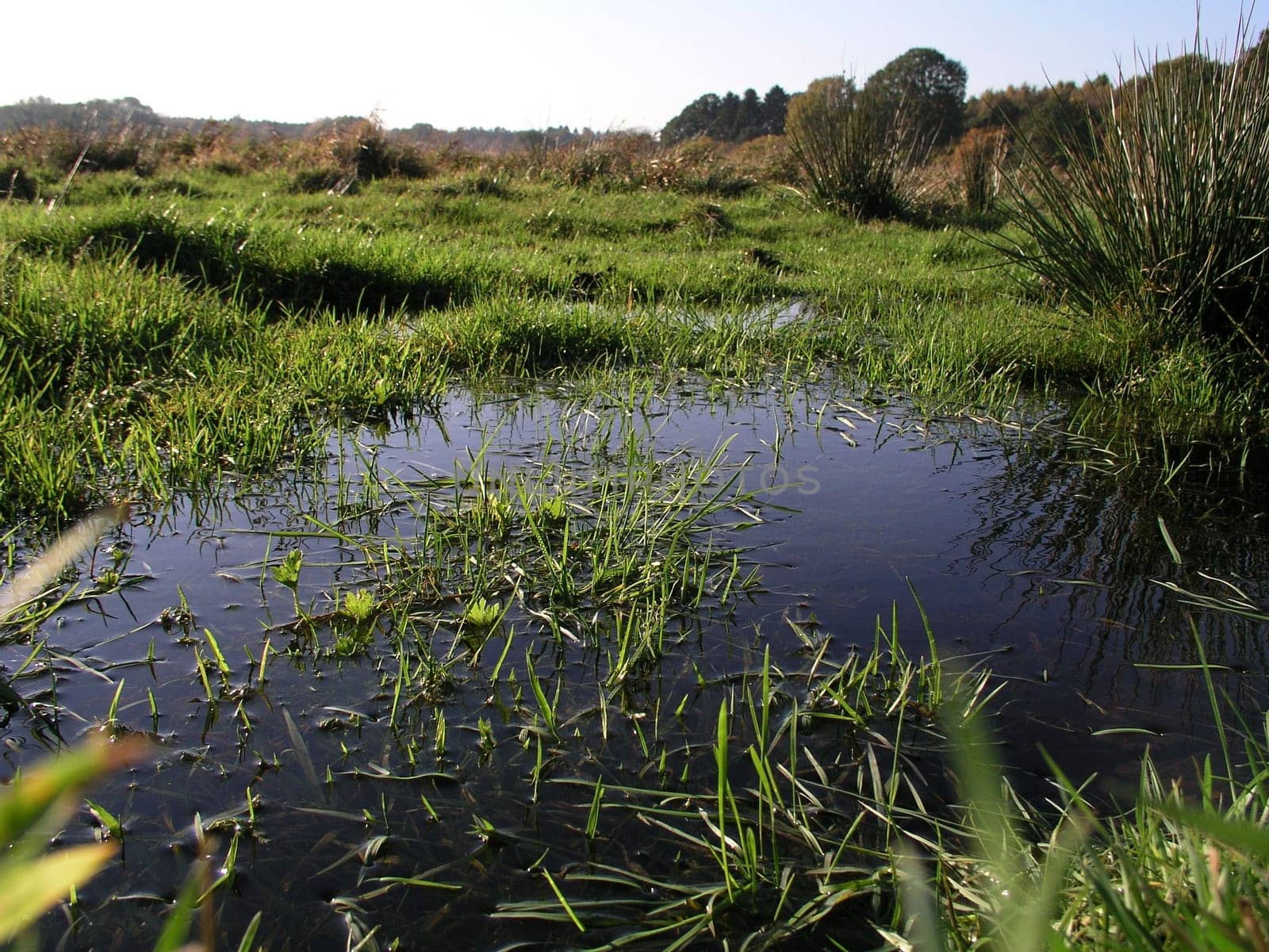 Wet meadow
