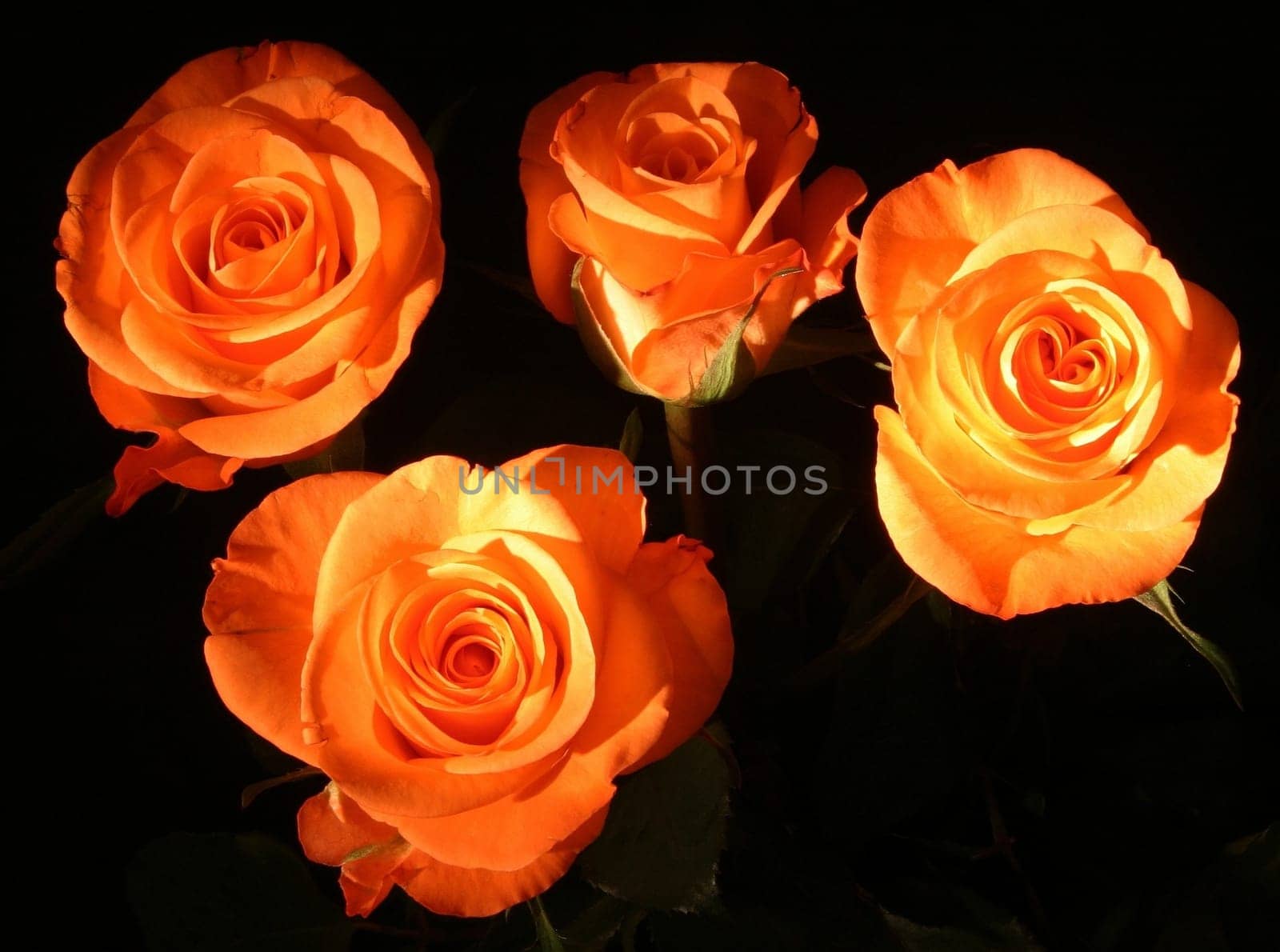 Salmon roses