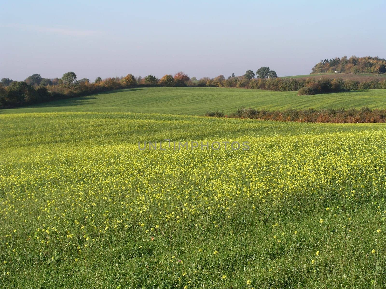 Rapeseed at the end of October.