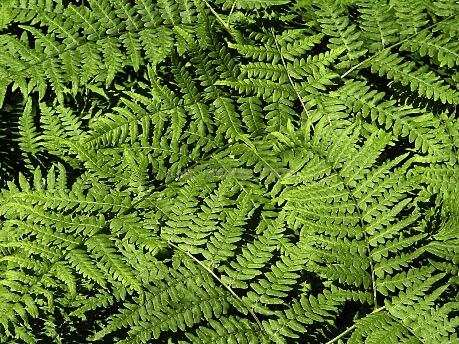 Fern