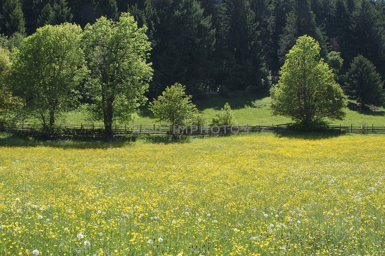 Upland meadow