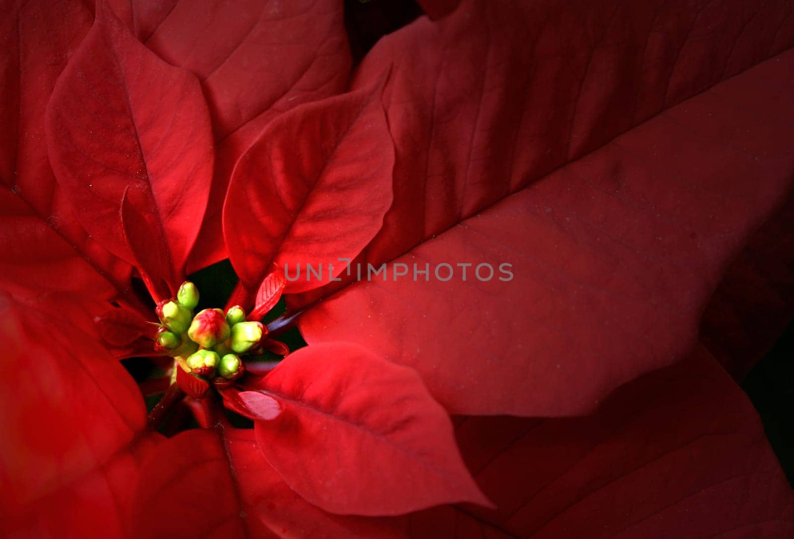 Christmasstar