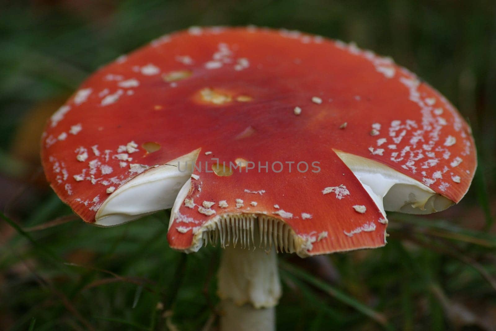 More eaten toadstool