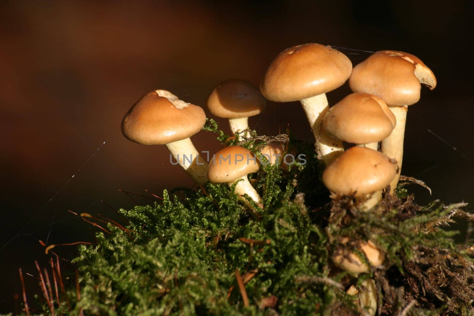 Small mushrooms on a moss cushion in the sunlight