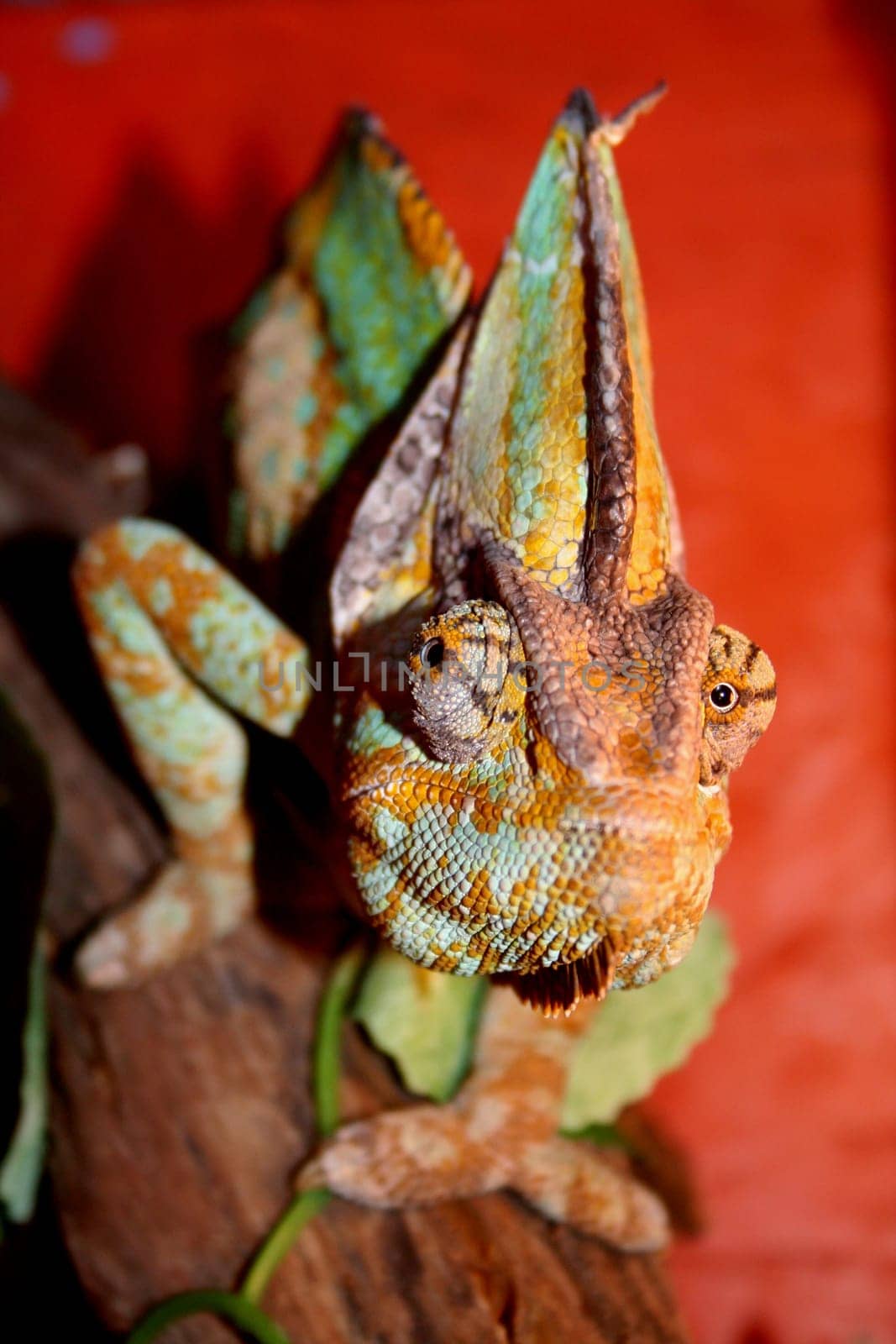 Yemen chameleon in camouflage - coloring due to the different colors in the terrarium. In the wild,it can turn from very light green to quite dark tones,or one side can be light and the other in another shade