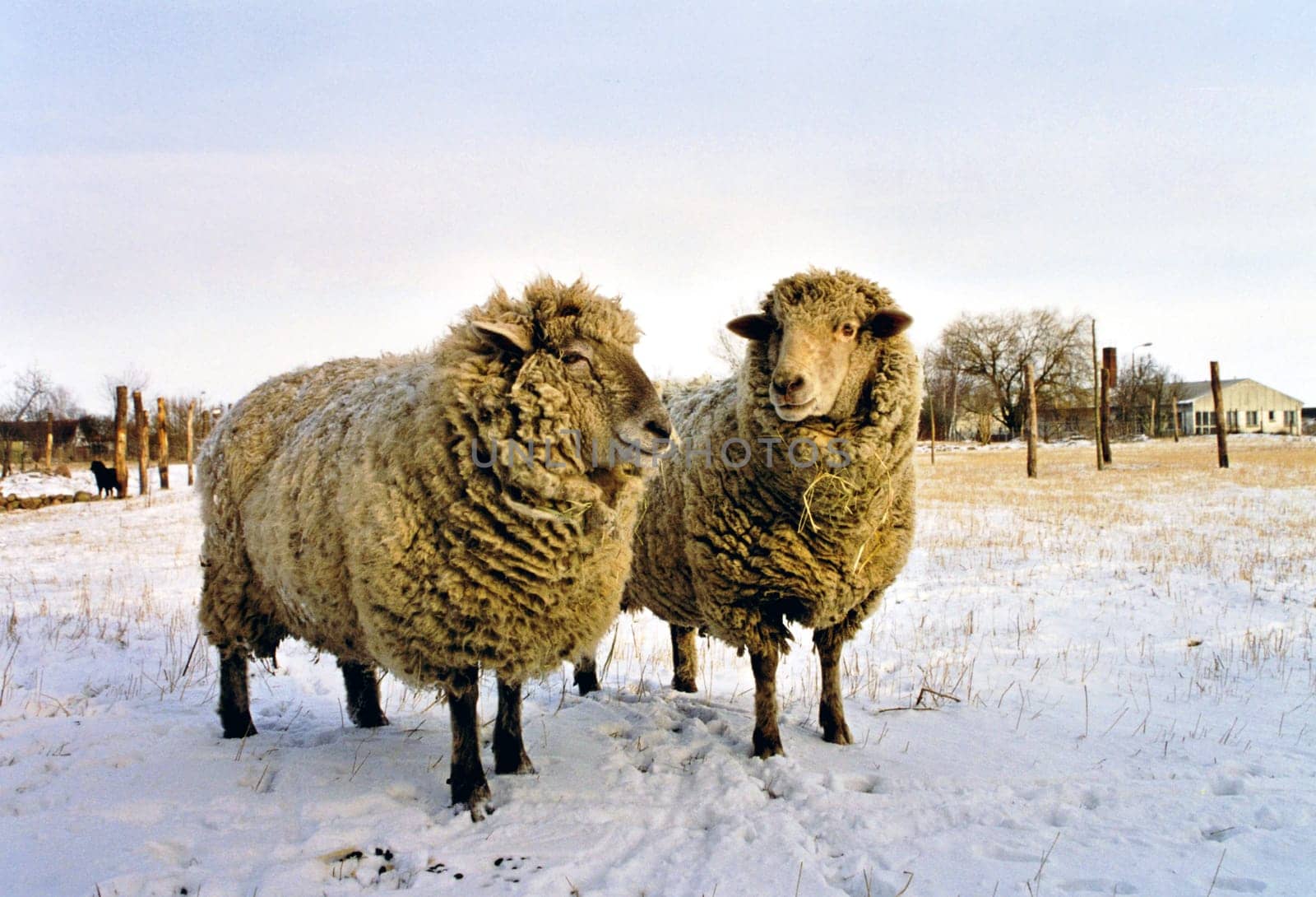Sheep2