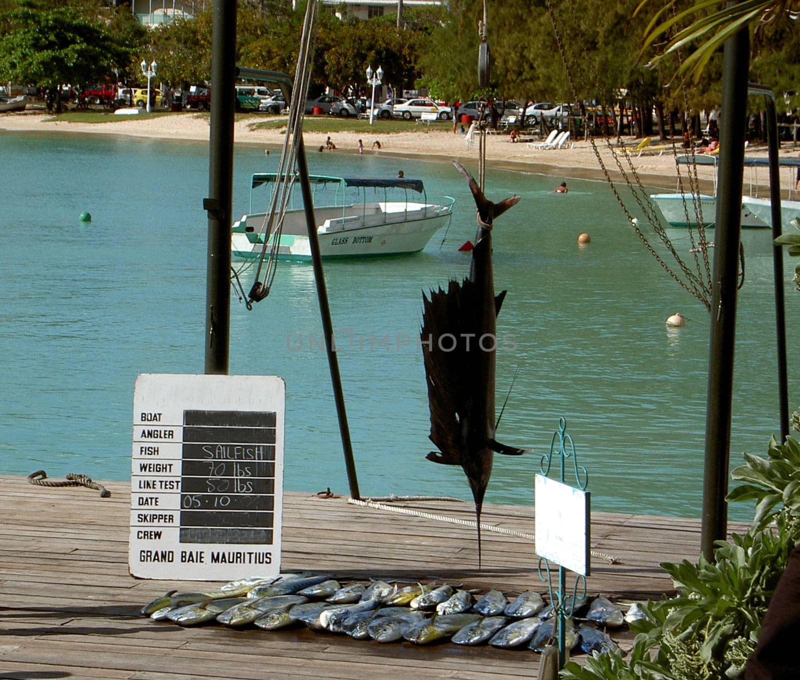 Marlin or sailfish caught in the Indian Ocean/Mauritius