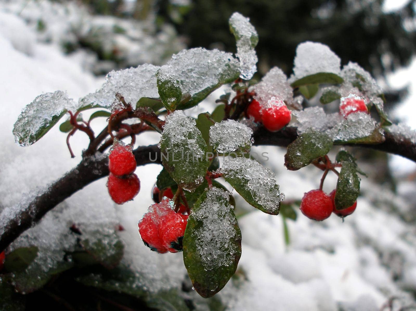Eisb(ä)eeren