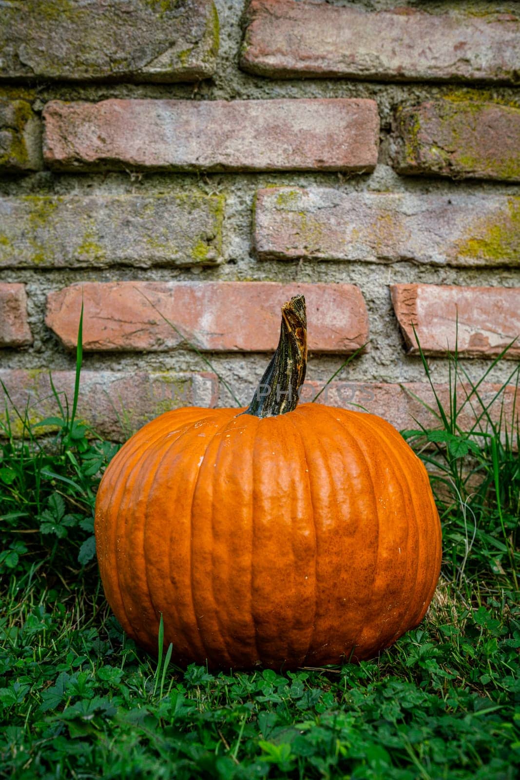 Ripe pumpkin on a green lawn leaning against a brick wall in autumn time