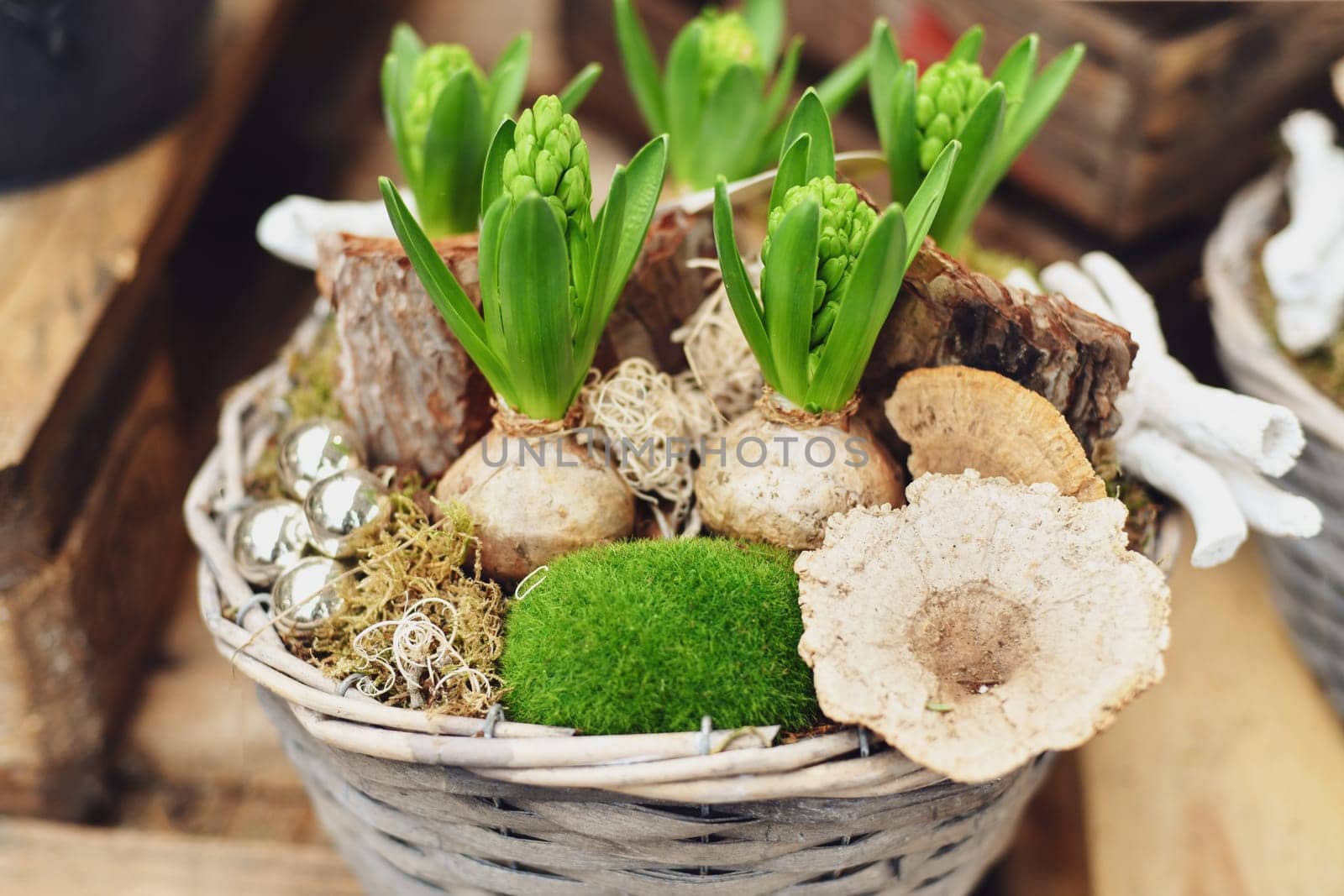 Christmas composition with hyacinths in a basket