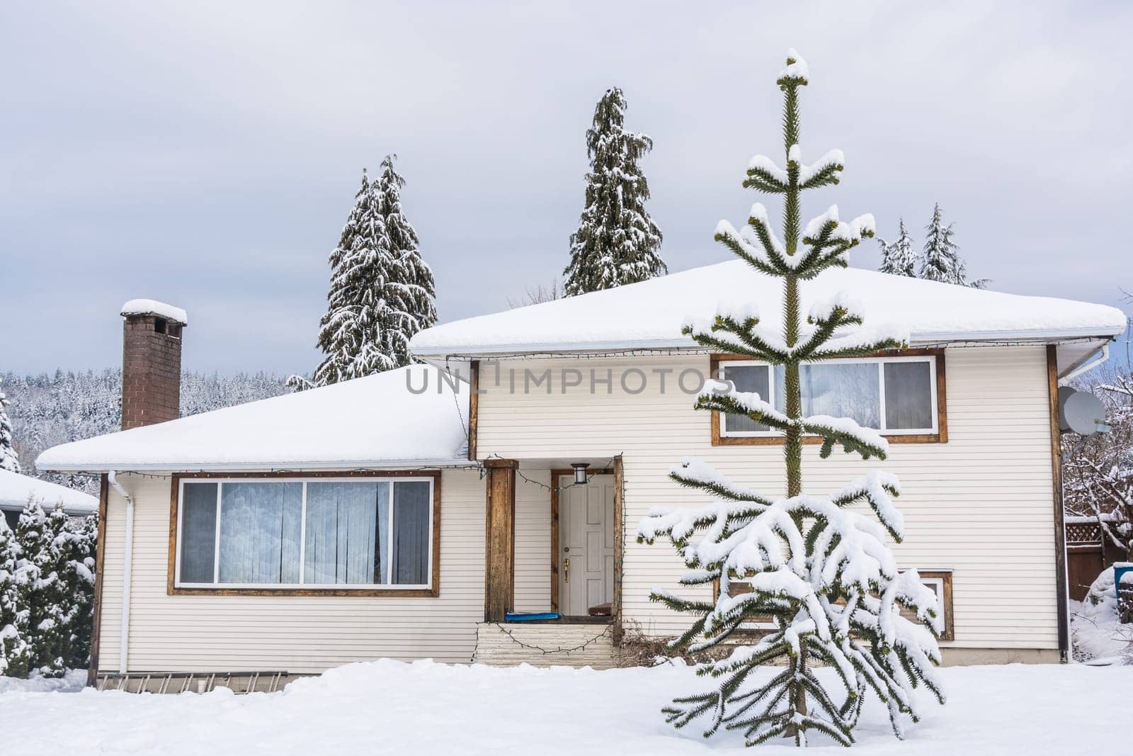 Family house with monkey tree on the front yard in snow on winter cloudy day by Imagenet