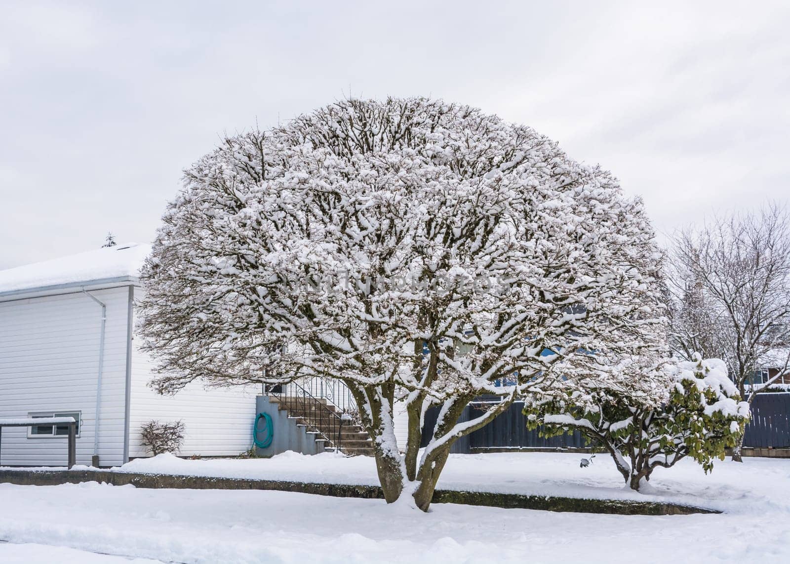 Big decorative tree in snow on front yard of residential house. by Imagenet