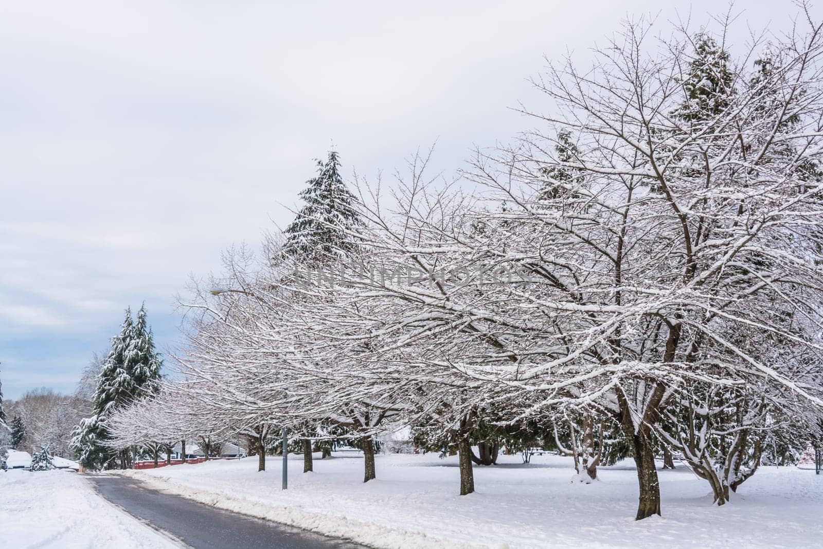 Snowed sacura trees on a street in winter Vancouver, Canada. by Imagenet