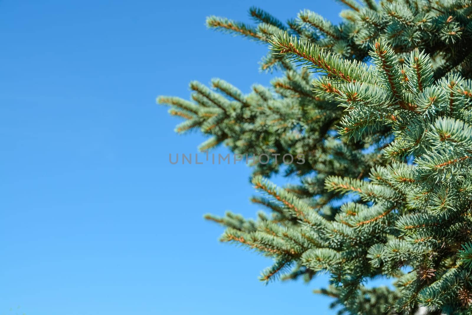 Pine tree branches on blue sky background by Imagenet