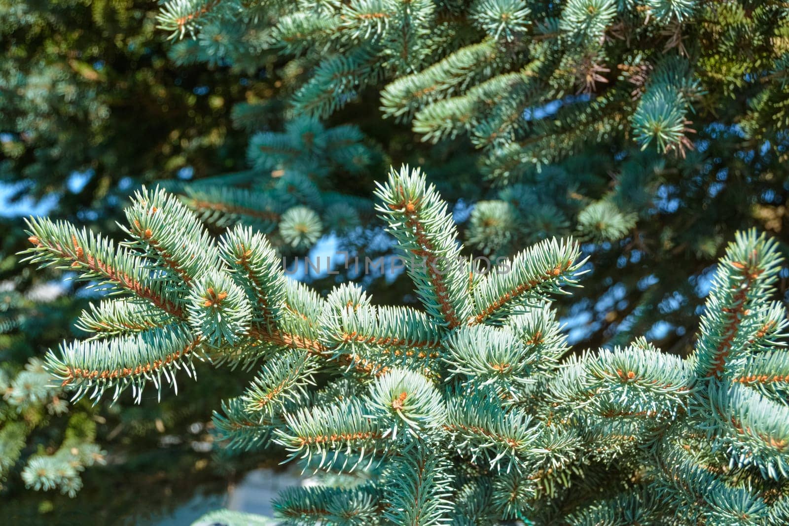 Fir tree branches and green leaves texture background.