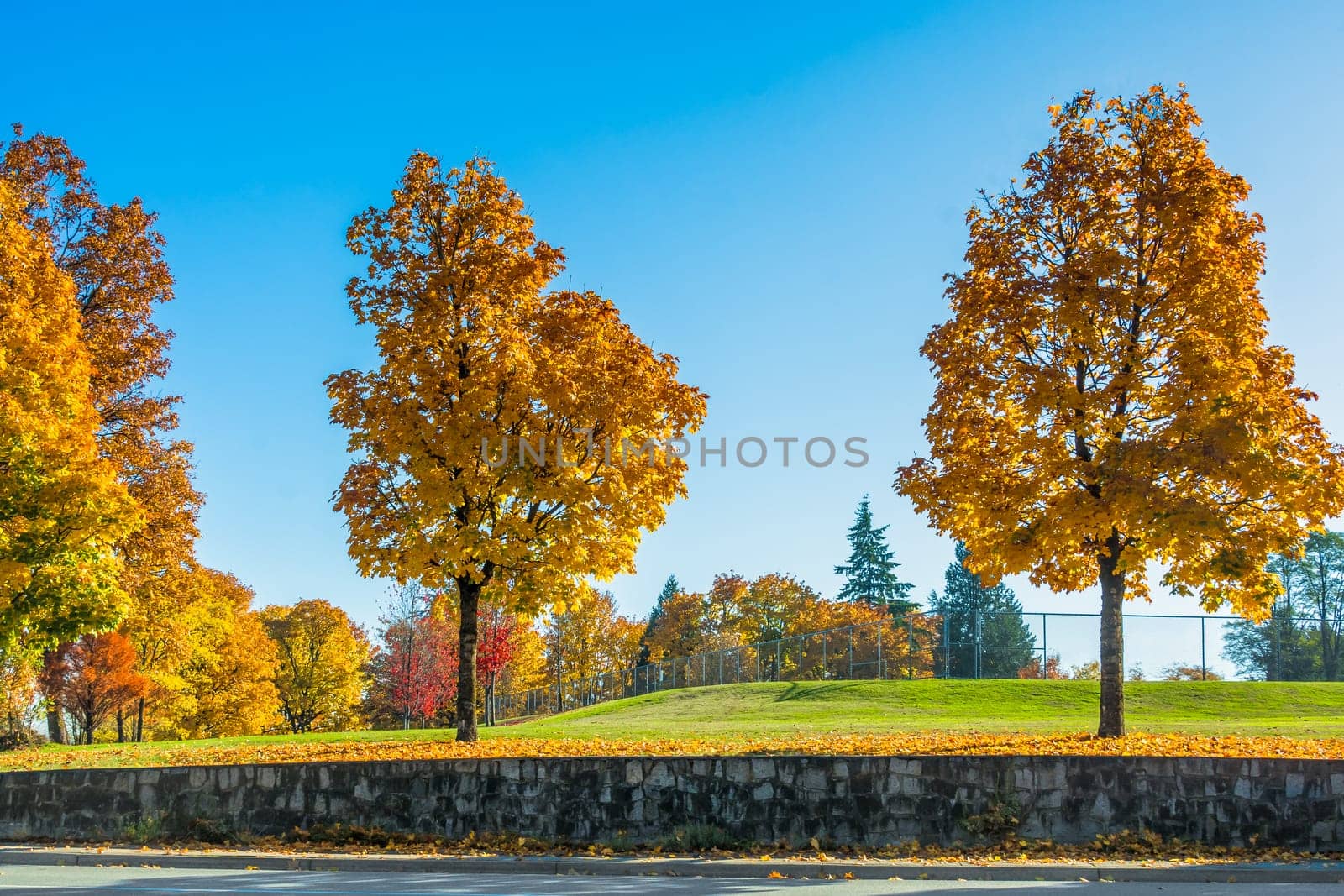 Yellow maples in the park on the land terrace by Imagenet