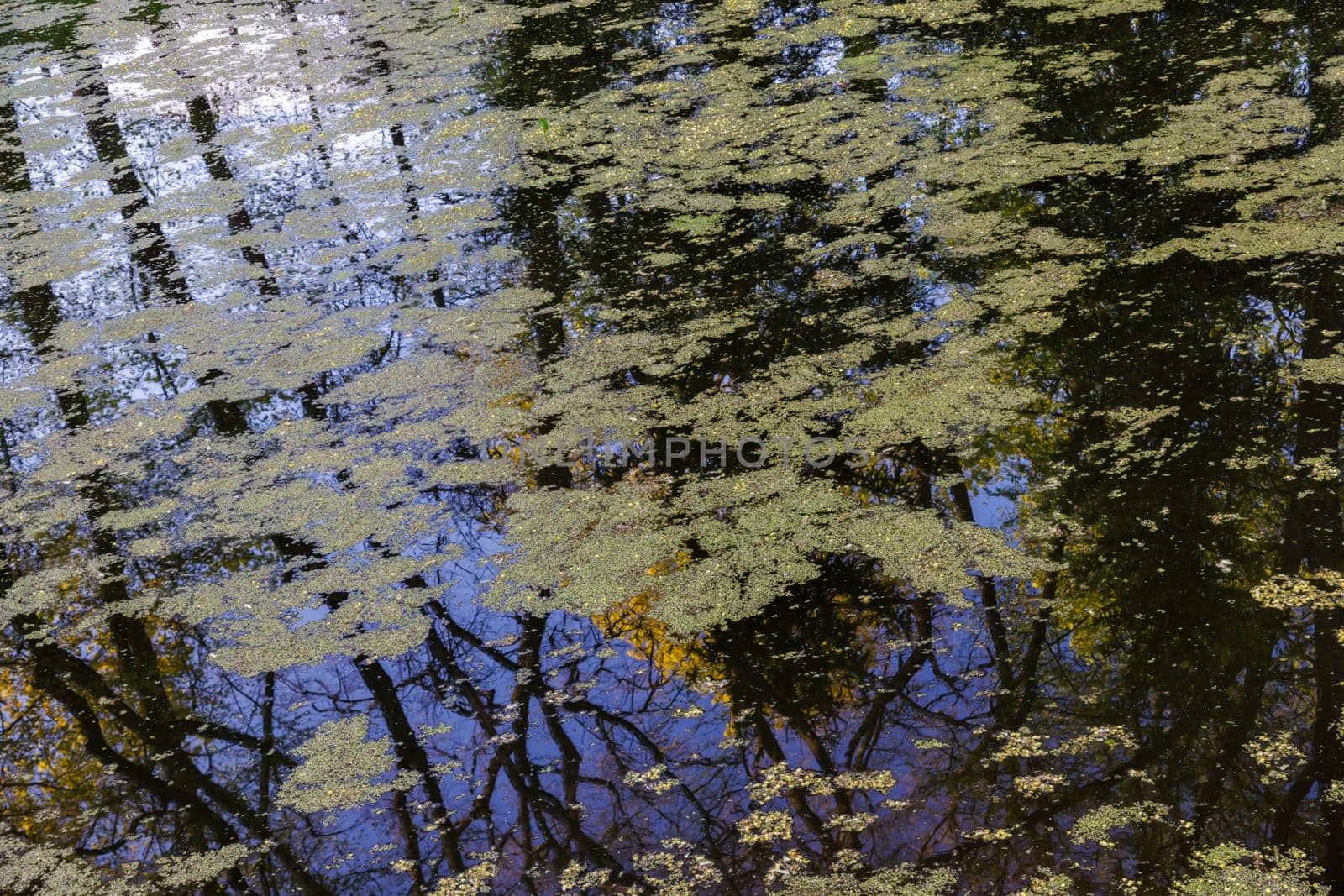 The surface of small pond is covered with duckweed and algae spots.