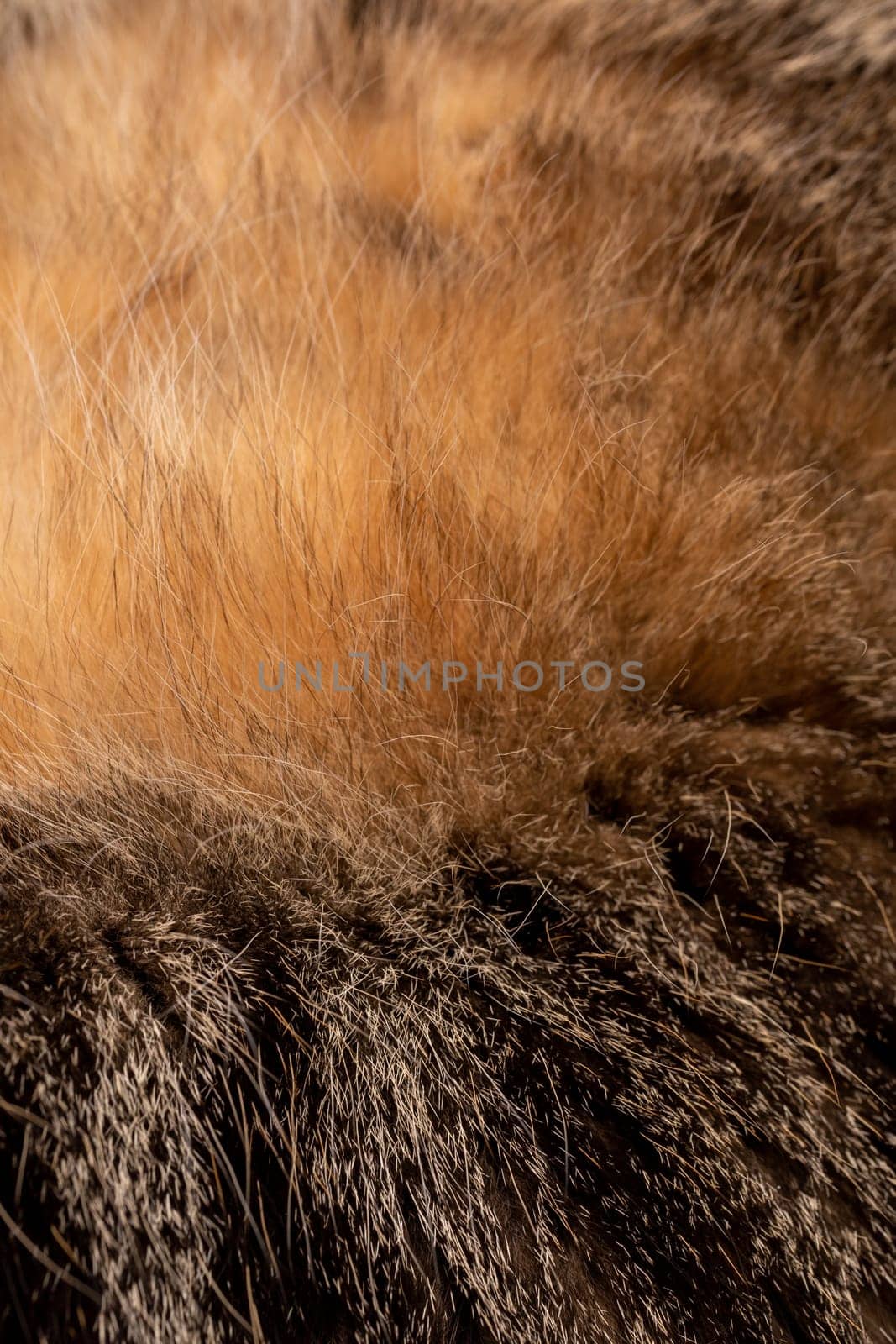 closeup cat fur looks like a volcano eruption, real photo