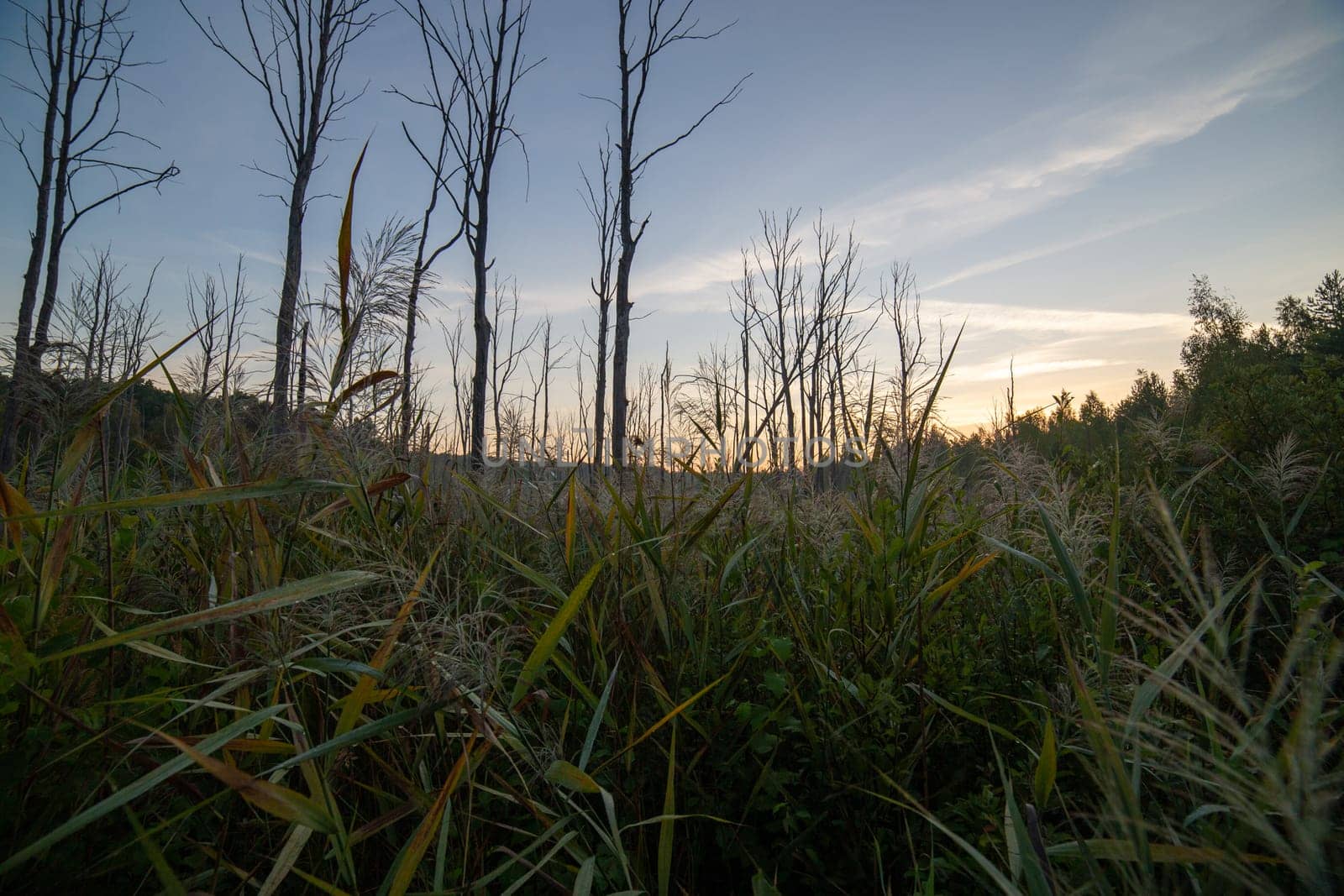 tall wet morning grass on edge of swamp at summer morning.