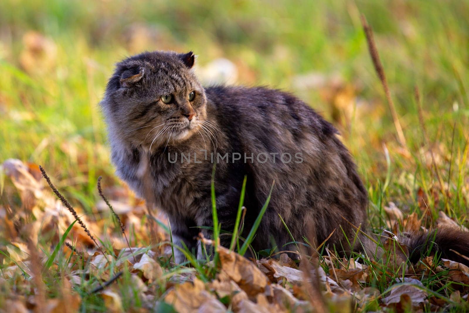 feral domestic dirty shaggy tabby cat on autumn leaves covered ground.