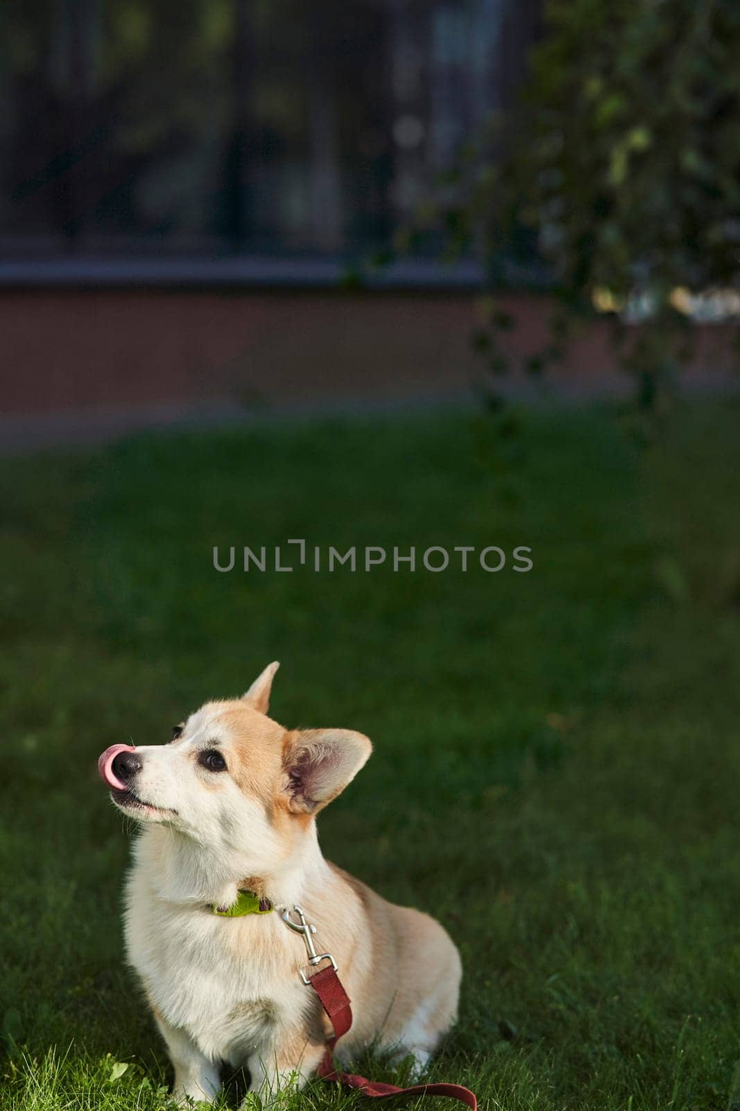 Welsh Corgi Pembroke dog sits on a manicured green lawn in a park in summer by driver-s