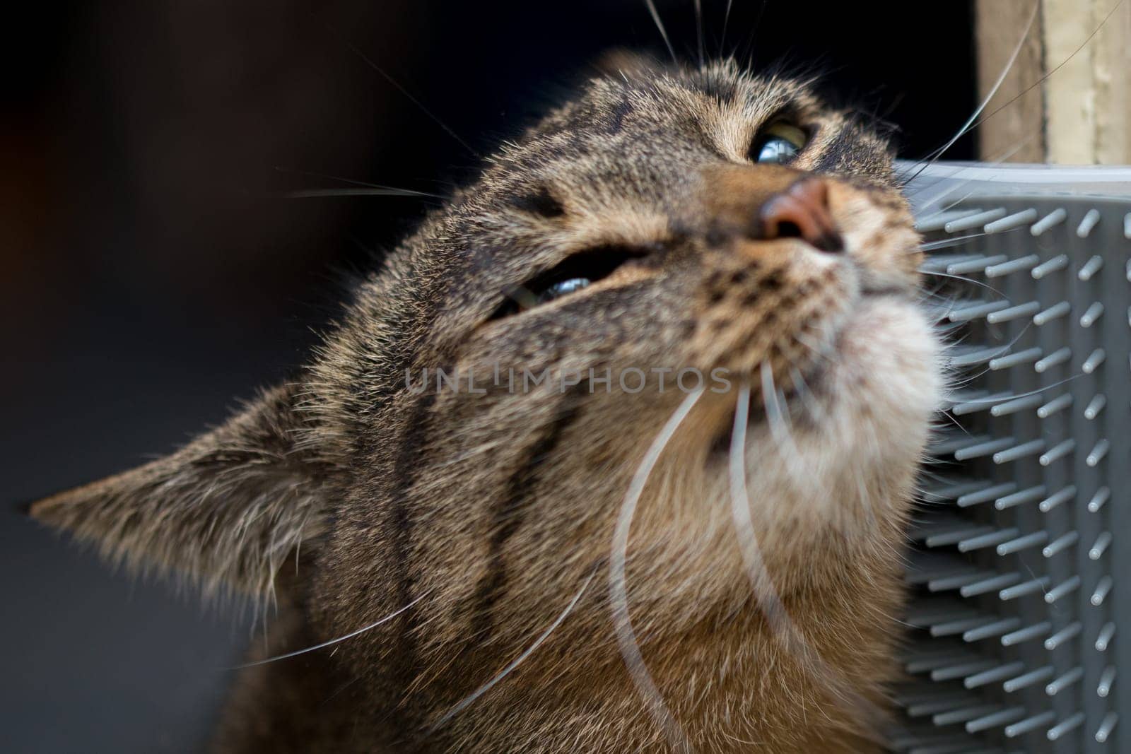 domestic tabby cat rubs her head against wall-mounted plastic cat self grooming corner cover, closeup