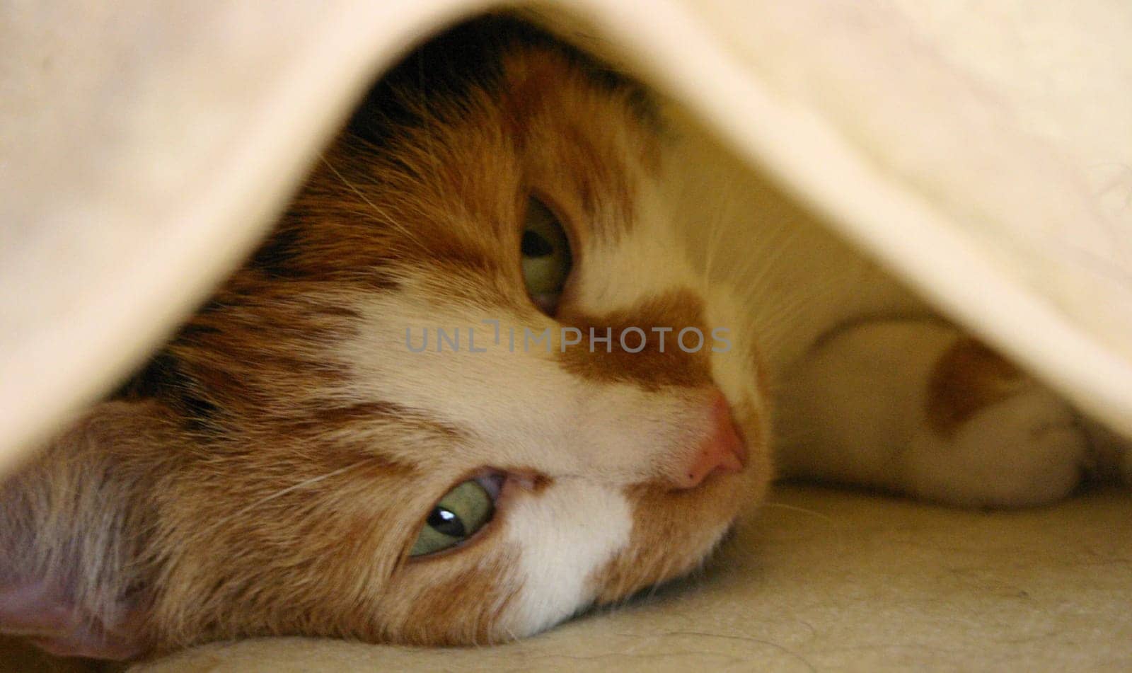 Cat Luzie under her cuddly blanket.