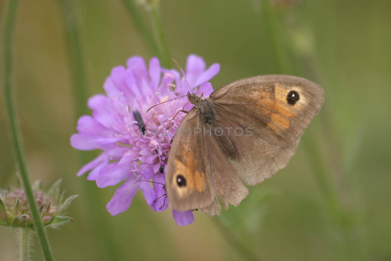 Greater oxeye (Maniola jurtina) on a thistle flower
