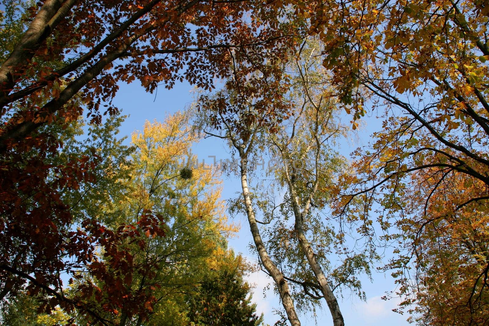 A piece of autumn