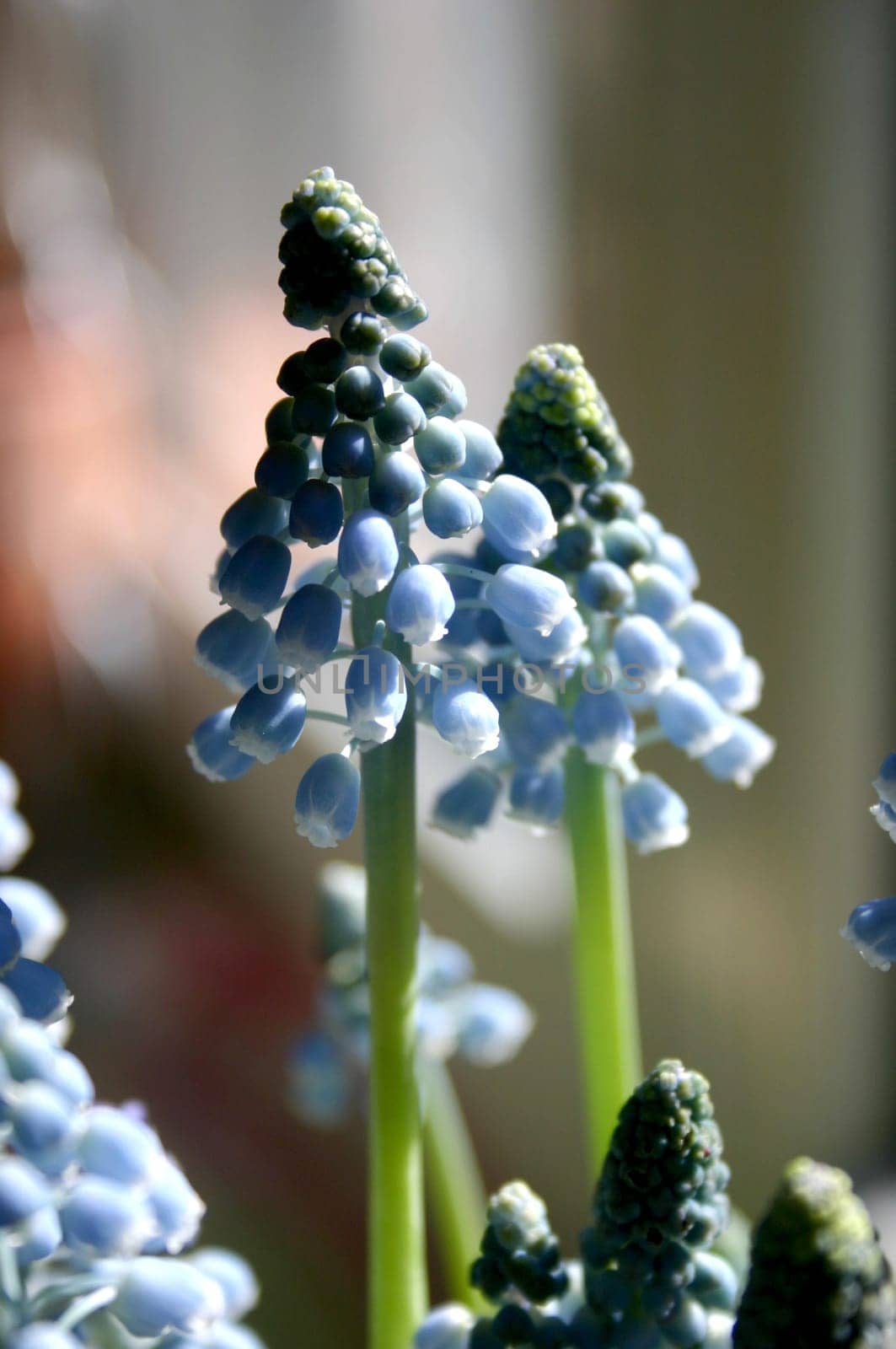 What looks like small trees are the flowers of a grape hyacinth.