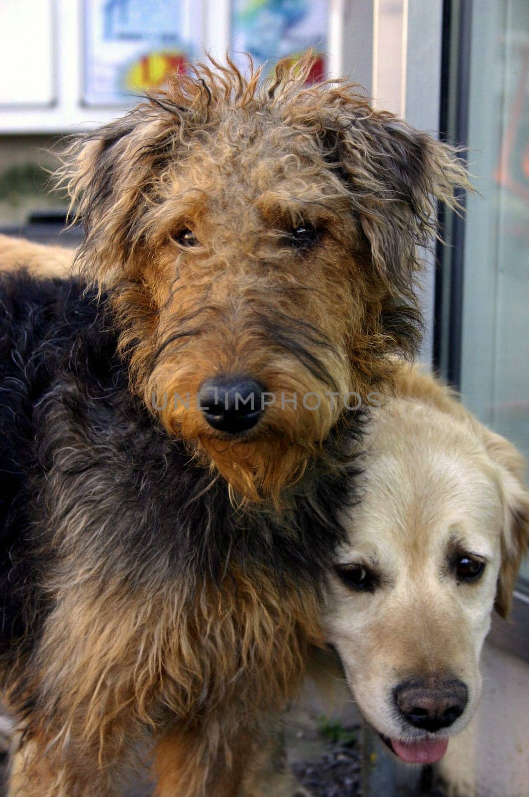 Dog Friends