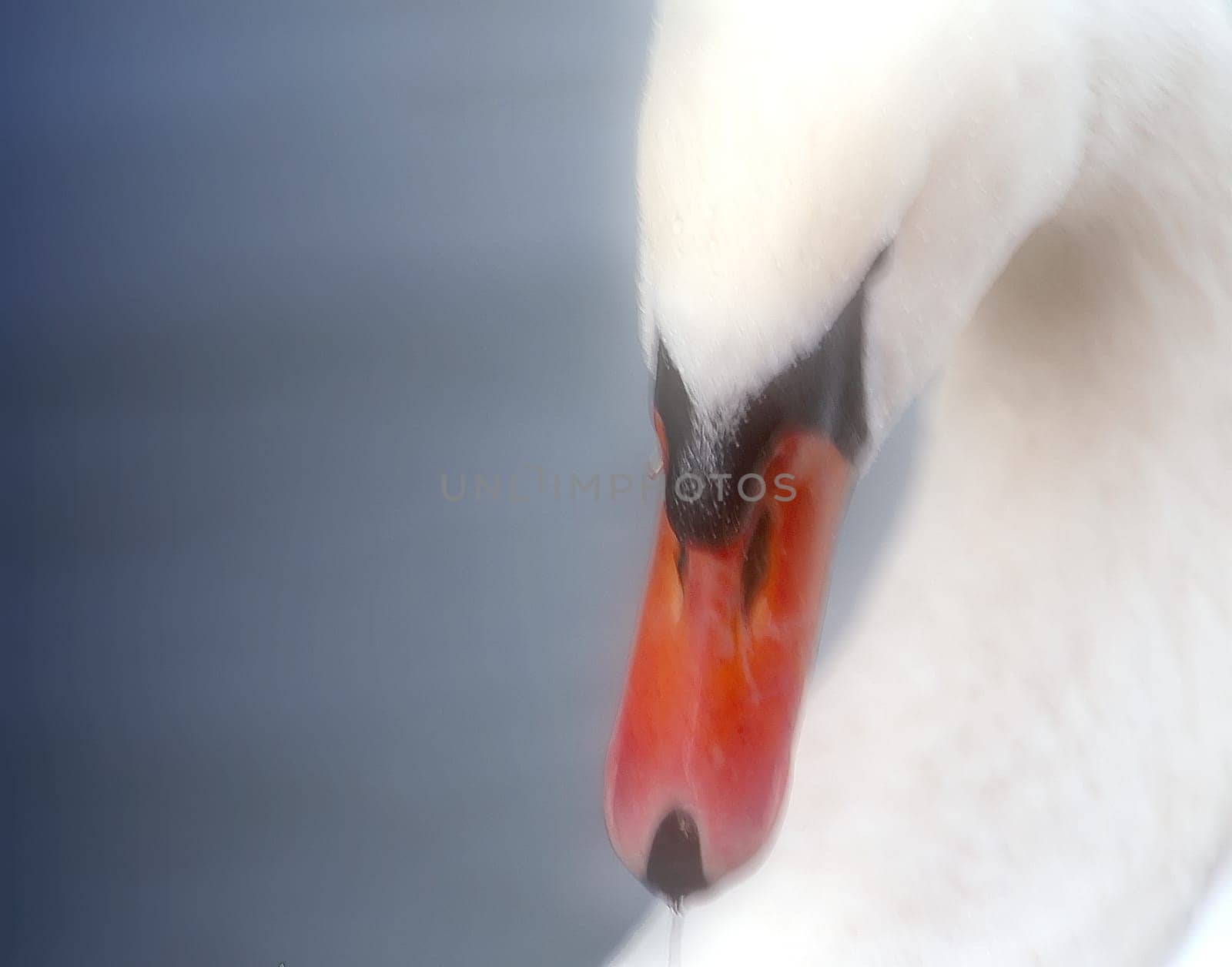Swan