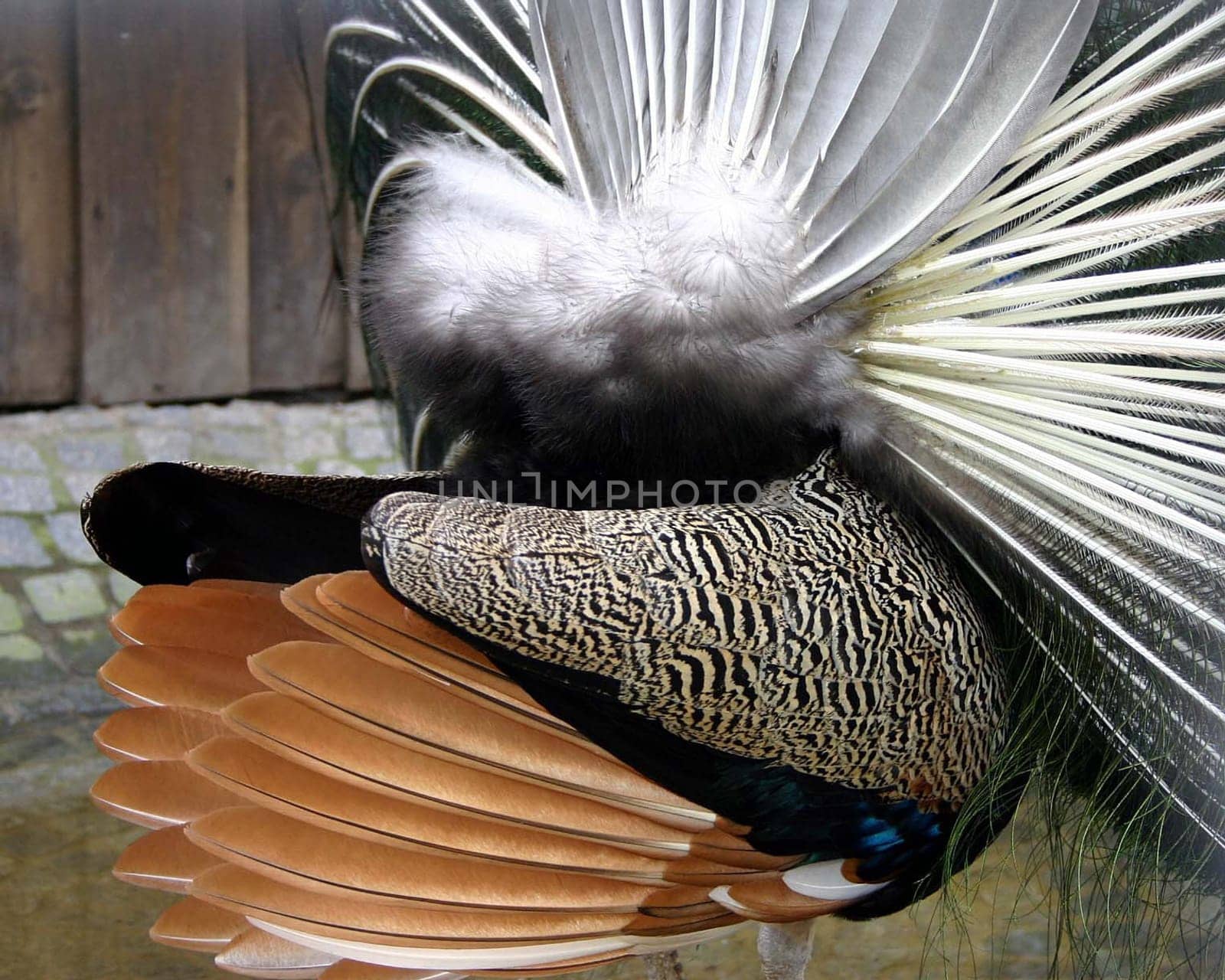 Peacock from behind,because a pretty back can also delight...