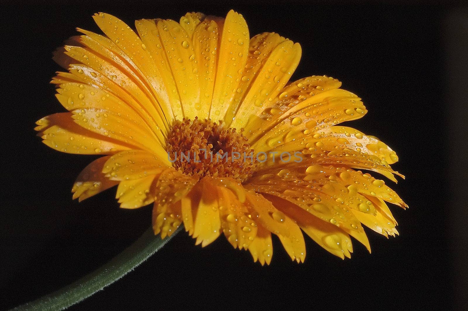 Marigold