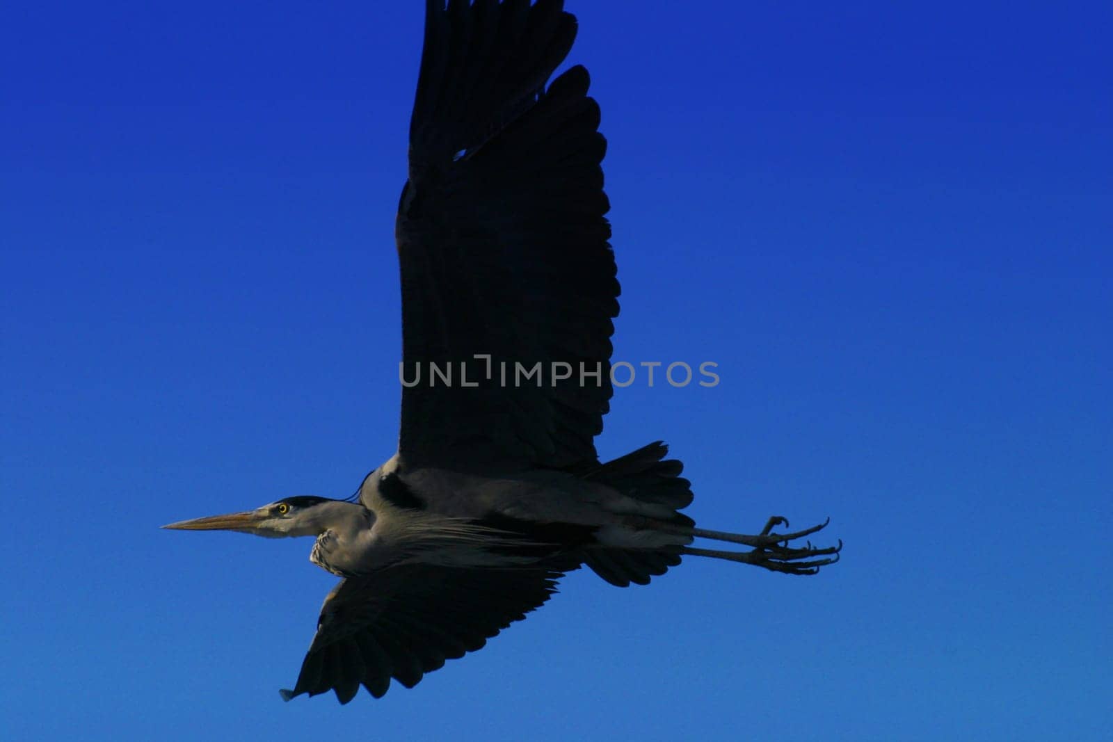 Flying Crane
