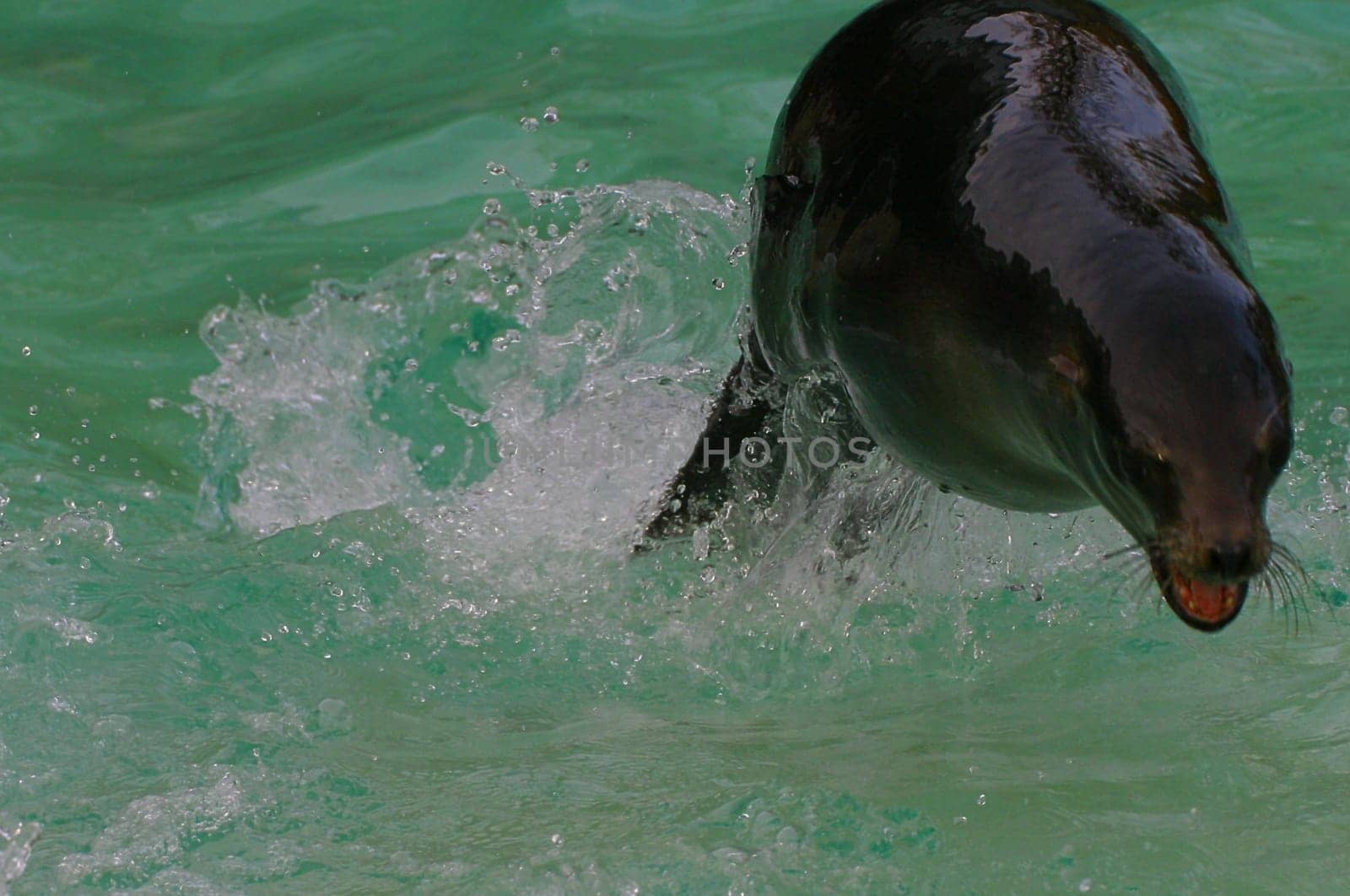 Seals caught jumping