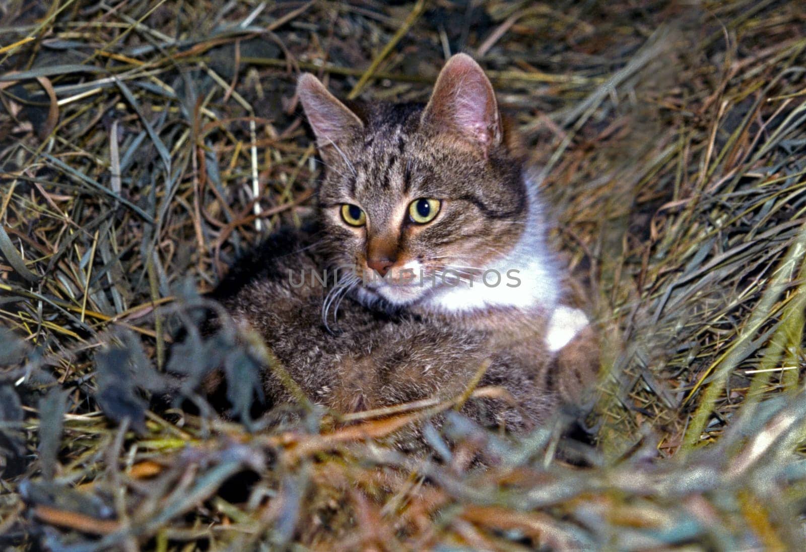 Cat31