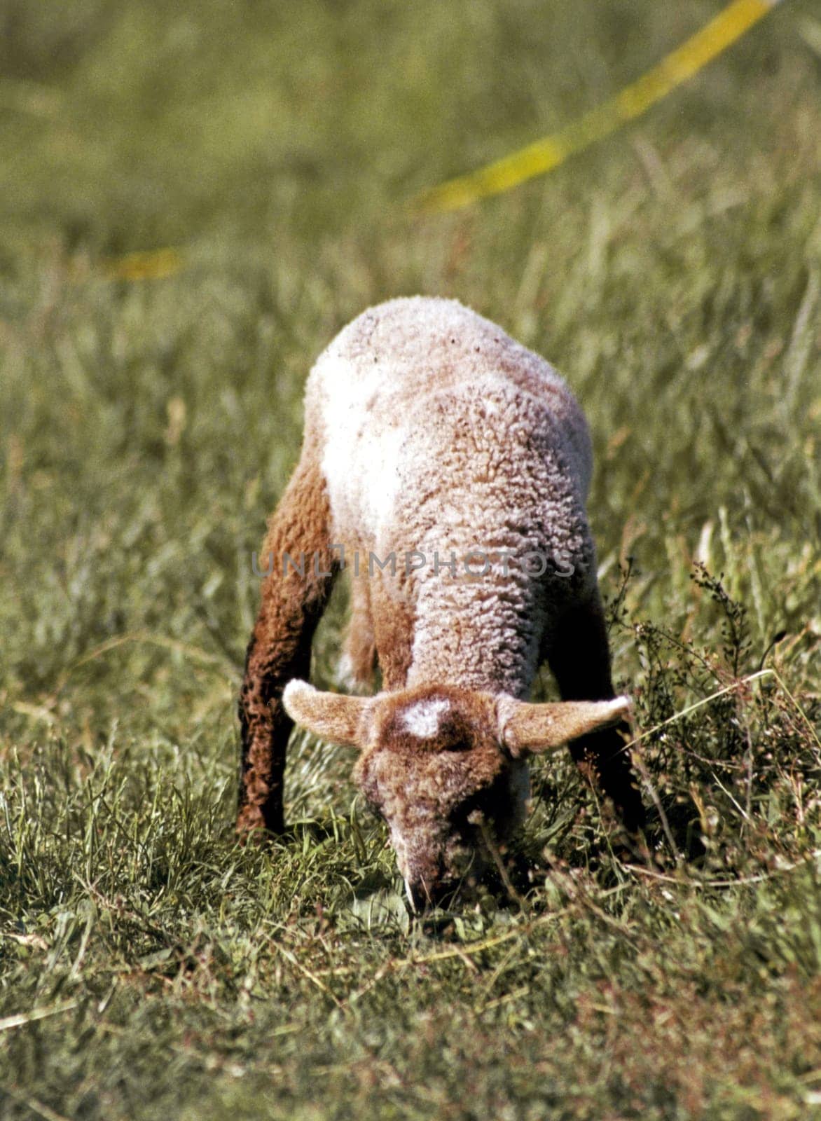 Lamb7
