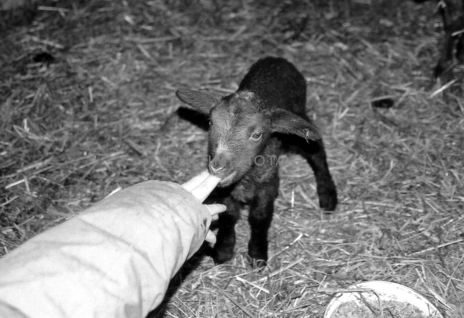 Lamb