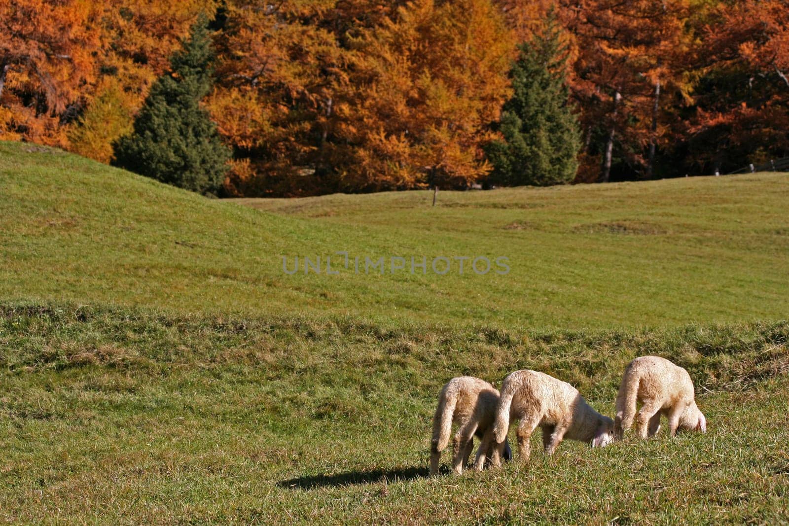 Sheep II